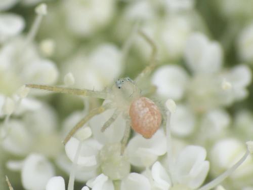 Ebrechtella tricuspidata